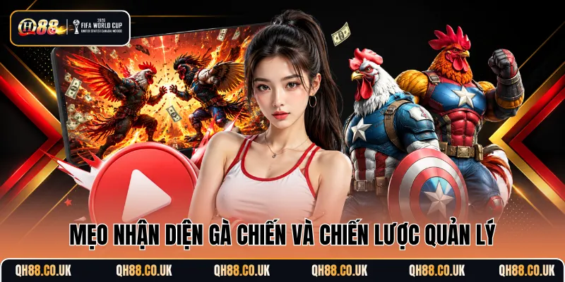 Mẹo nhận diện gà chiến và chiến lược quản lý